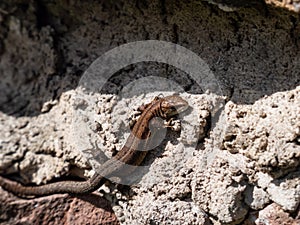 Young Viviparous lizard or common lizard Zootoca vivipara sunbathing in the brigth sun on the vertical rock wall in the garden