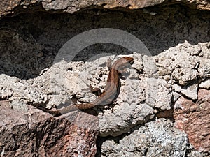 Young Viviparous lizard or common lizard Zootoca vivipara sunbathing in the brigth sun on the vertical rock wall in the garden