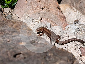 Young Viviparous lizard or common lizard Zootoca vivipara sunbathing in the brigth sun on the vertical rock wall in the garden