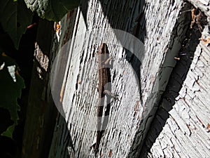 Young Viviparous lizard or common lizard (Zootoca vivipara) sunbathing in the sunlight on the wood