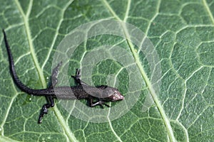 A young viviparous lizard sits on a green leaf