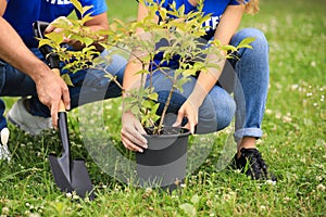 Young volunteers planting tree in green , closeup. Charity work