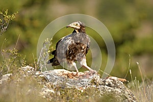 A young vulture