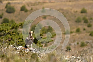 A young vulture