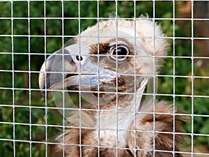 The young vulture in a cage at the zoo. Concept of cruel treatment