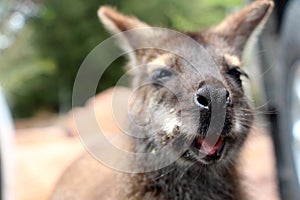 Young wallaby at coles bay tasmania photo