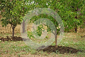 Young walnut and apple trees grow in a summer garden with dug soil beneath them