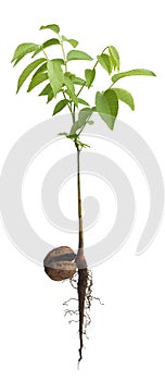 Young Walnut sapling