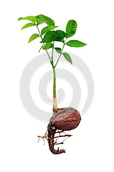 Young walnut sprout