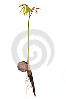 Young walnut tree offspring with roots grows out of an walnut isolated on white background