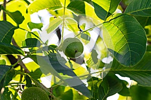 Young walnuts on the tree. Tree of walnuts. Green leaves background. The lights of a sun