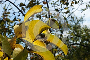 Young walnuts on the tree at sunset. Tree of walnuts