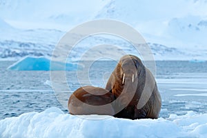 Young walrus with female. Winter Arctic landscape with big animal. Family on cold ice. Walrus, Odobenus rosmarus, stick out from b