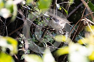 Young warbler hidden