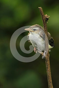 Young warbling vireo