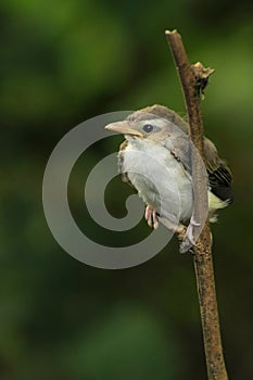 Young warbling vireo photo
