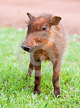 Young Warthog