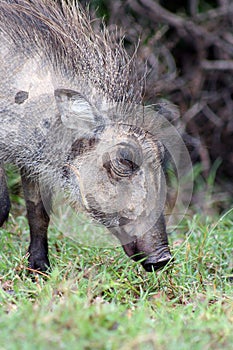 Young warthog