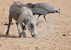 Young warthog and guinea fowl