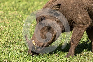 Young Warthog in Lake Nakuru National Park, Kenya