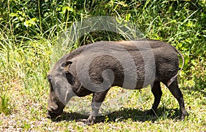 Young Warthog in Lake Nakuru National Park, Kenya