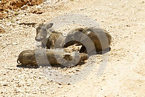 Young warthog lying on a dusty road