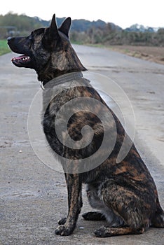 Young watchful   dutch shepherd dog