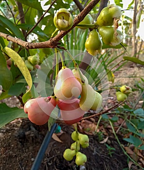 Young water apples fruits (Syzygium aqueum) growing up on its tree in Indian agriculture farm