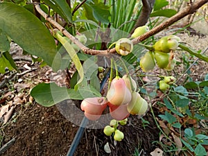 Young water apples fruits (Syzygium aqueum) growing up on its tree in Indian agriculture farm