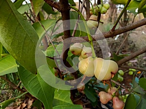 Young water apples fruits (Syzygium aqueum) growing up on its tree in Indian agriculture farm