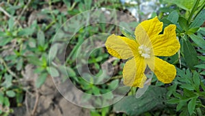 Young watermelon or citrullus flowers, one of the fruits with high water and vitamin content with the efficacy of lowering blood