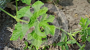 Young watermelon or citrullus plant, one of the fruits with high water and vitamin content with the efficacy of lowering blood