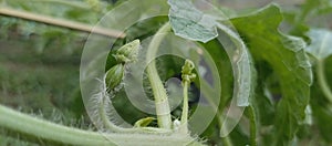 Young Watermelon flower waiting to bloom vines climbing plant semangka