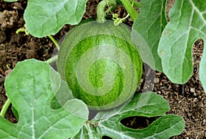 Young watermelon, greenhouse, agriculture, small, leaves