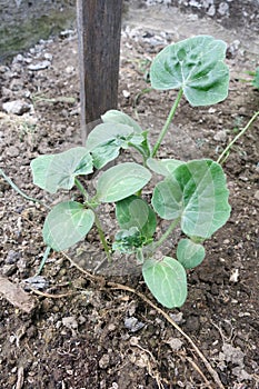 Young watermelon plants