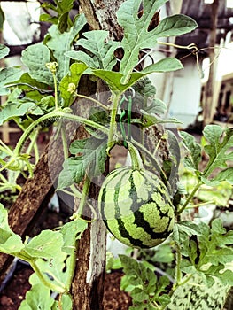 young watermelon tree