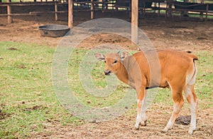 Young watusi , Watusi Cow.