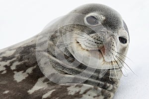 Young Weddell Seal - Antarctica