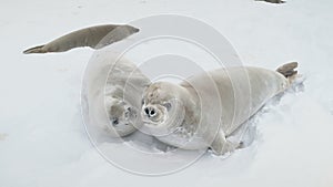 Young weddell seal play together close-up view