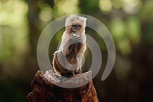 Young Wedge-capped Capuchin monkey