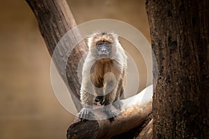 Young Wedge-capped Capuchin monkey