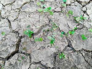 Young Weed plants on dryness soil