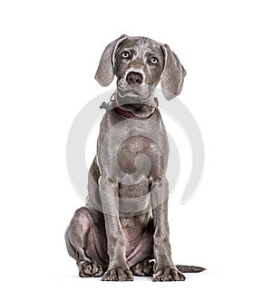 Young Weimaraner pointing dog sitting and weraing a collar