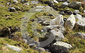 Young Welsh lamb