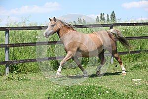 Young welsh pony mare running
