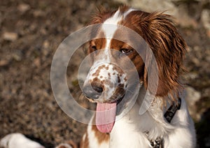 Young welsh springer spaniel