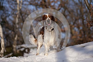 Young welsh springer spaniel