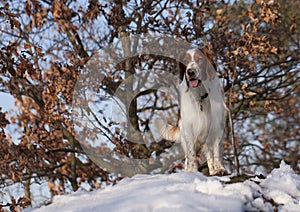Young welsh springer spaniel
