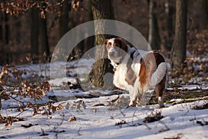 Young welsh springer spaniel