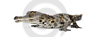 Young West African slender-snouted crocodile